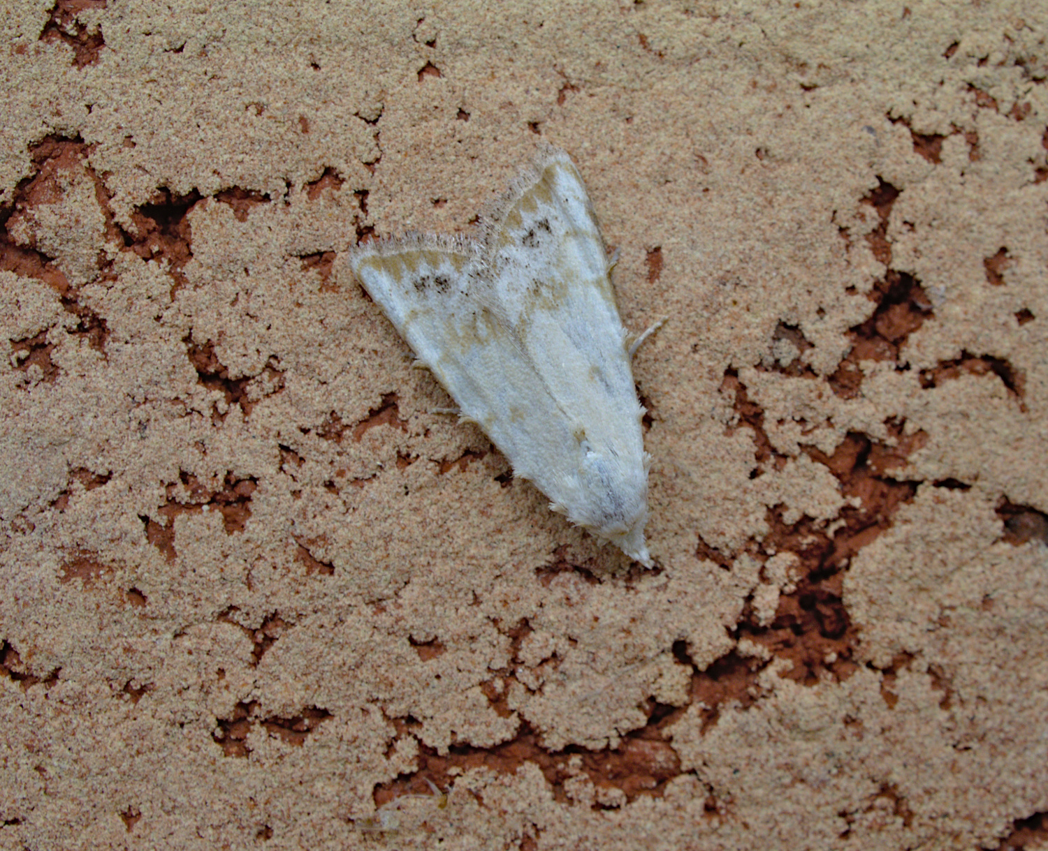 Who the heck still eats sorghum_20200912.jpg